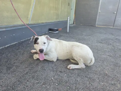 Clyde - Pit Bull Terrier