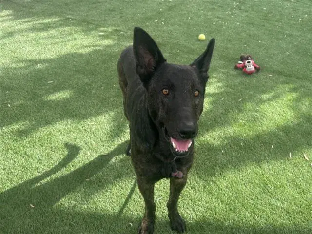 Billy - German Shepherd Dog