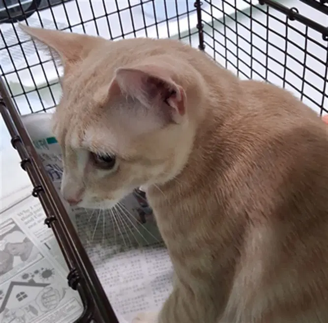 Unknown - Domestic Short Hair