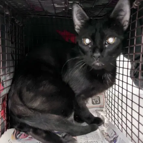 Shrimp - Domestic Short Hair