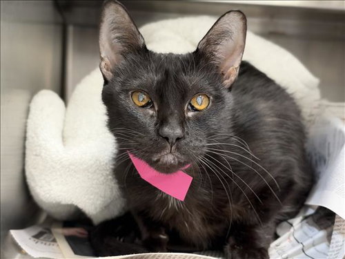 SHRIMP, a cat for adoption from South Los Angeles Animal Care and Control Center