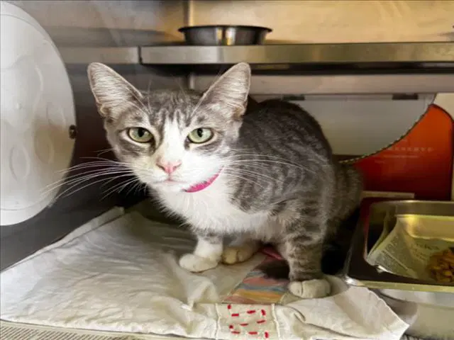 Shuga - Domestic Short Hair