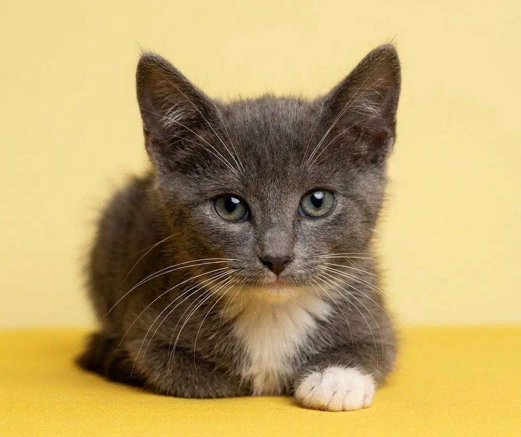 Unknown - Domestic Short Hair
