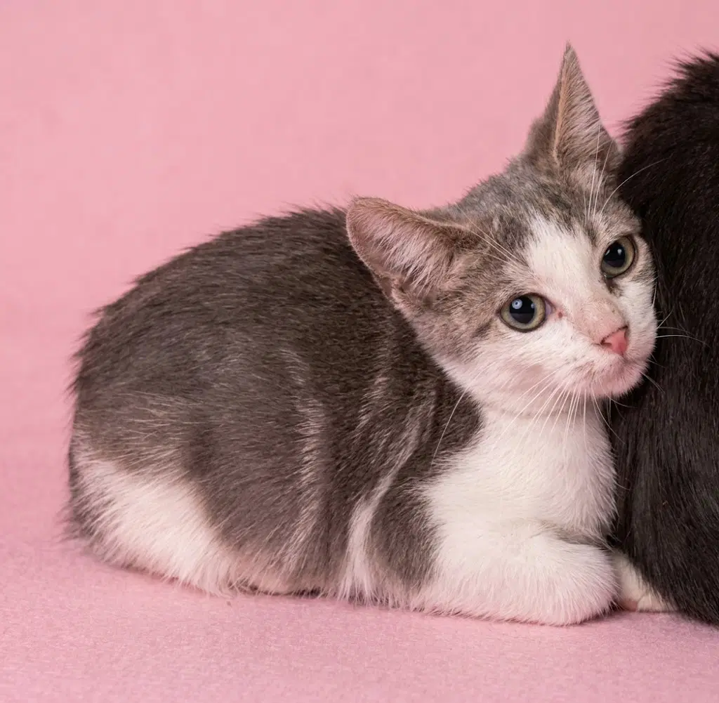 Felicity - Domestic Short Hair