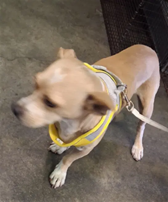 Sandwich - Chihuahua