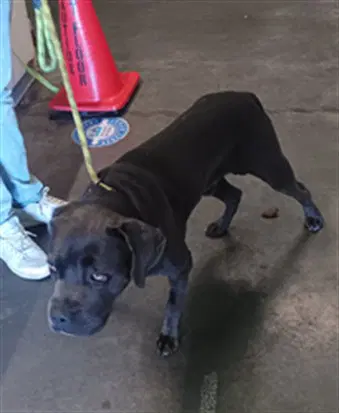 Maxx - Mastiff
