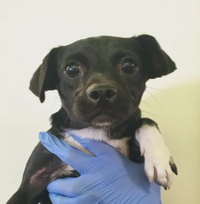 Elizabeth - Chihuahua