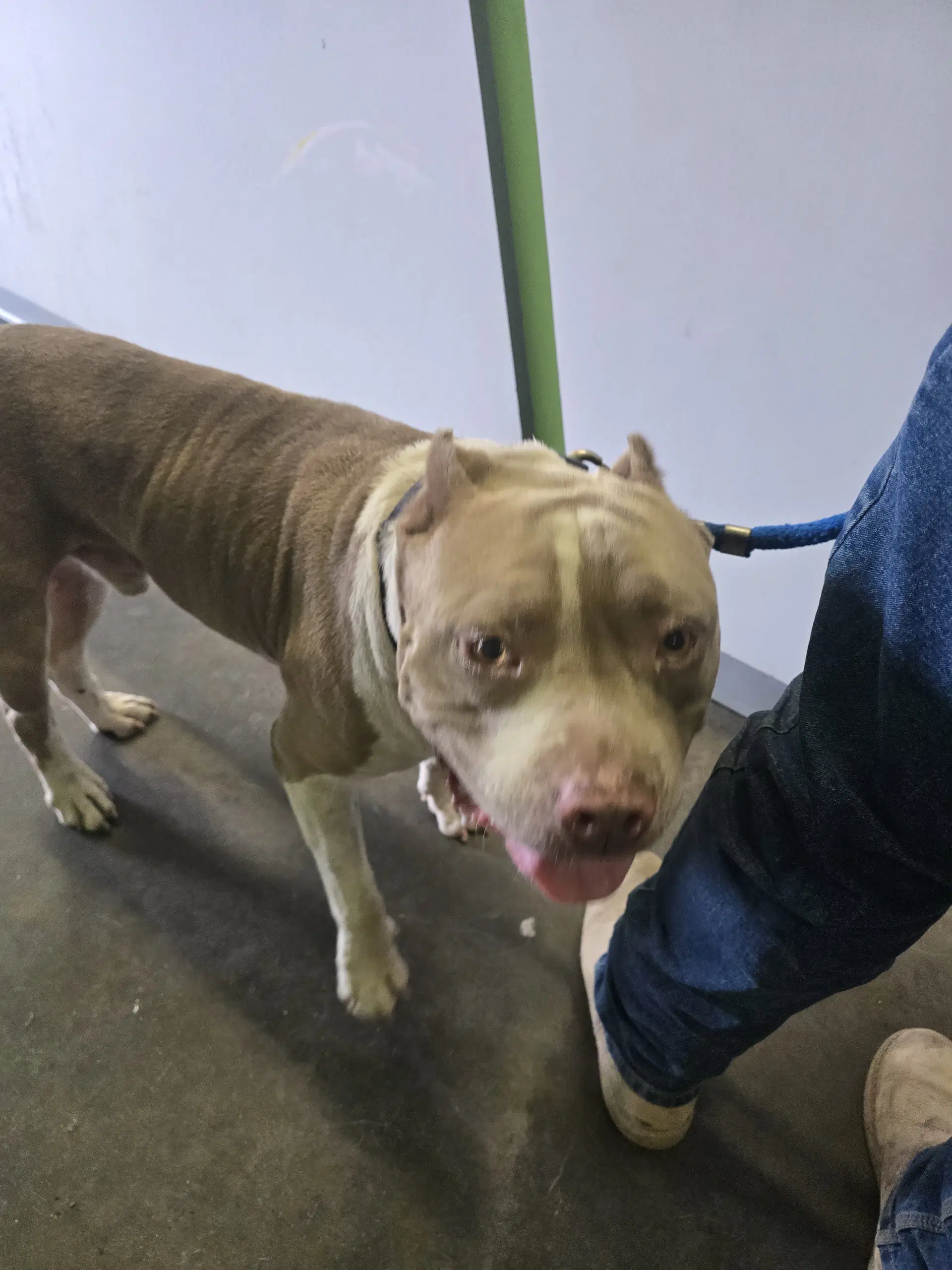 Bruno - Pit Bull Terrier