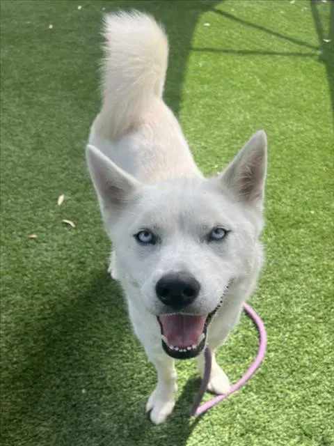 Chanel - Siberian Husky
