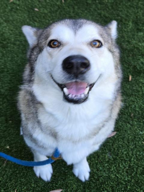 Nala, Siberian Husky (medium coat)