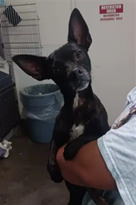 Babes - Chihuahua
