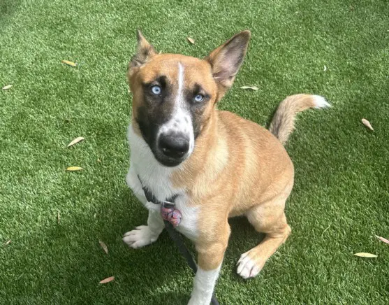 Mimi - Belgian Shepherd Malinois
