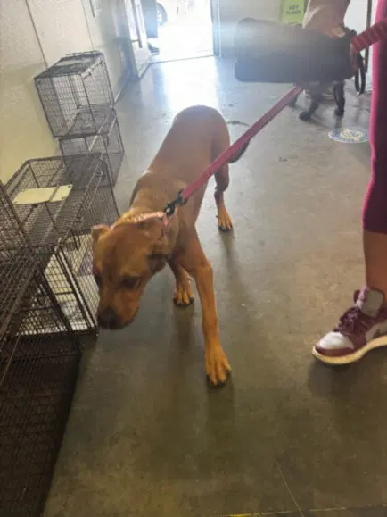 Shiba - Pit Bull Terrier
