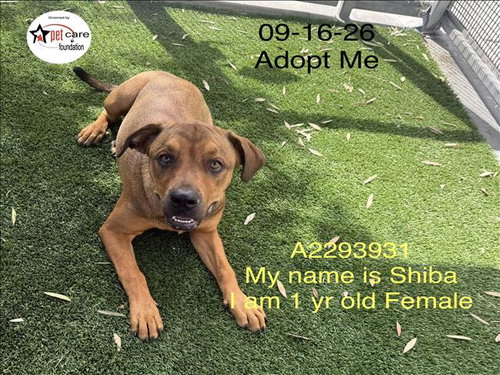 SHIBA, a dog for adoption from South Los Angeles Animal Care and Control Center
