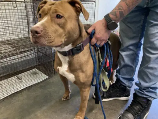 Conchita - Pit Bull Terrier