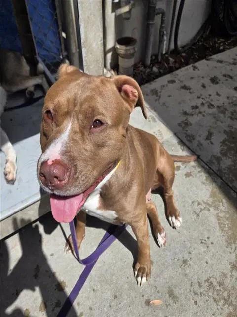 Conchita - Pit Bull Terrier