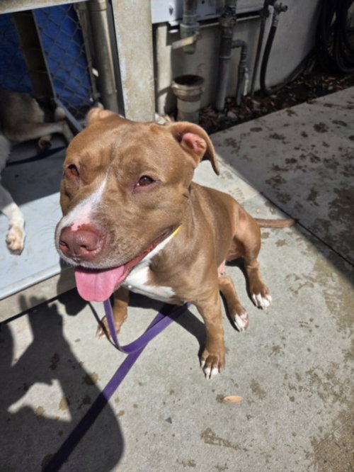 Conchita, Pit Bull Terrier (medium coat)