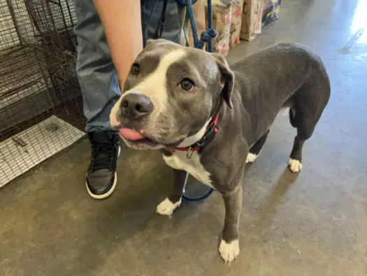 Nina - Pit Bull Terrier