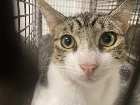 Unknown - Domestic Short Hair