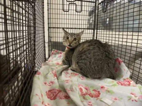 Unknown - Domestic Short Hair