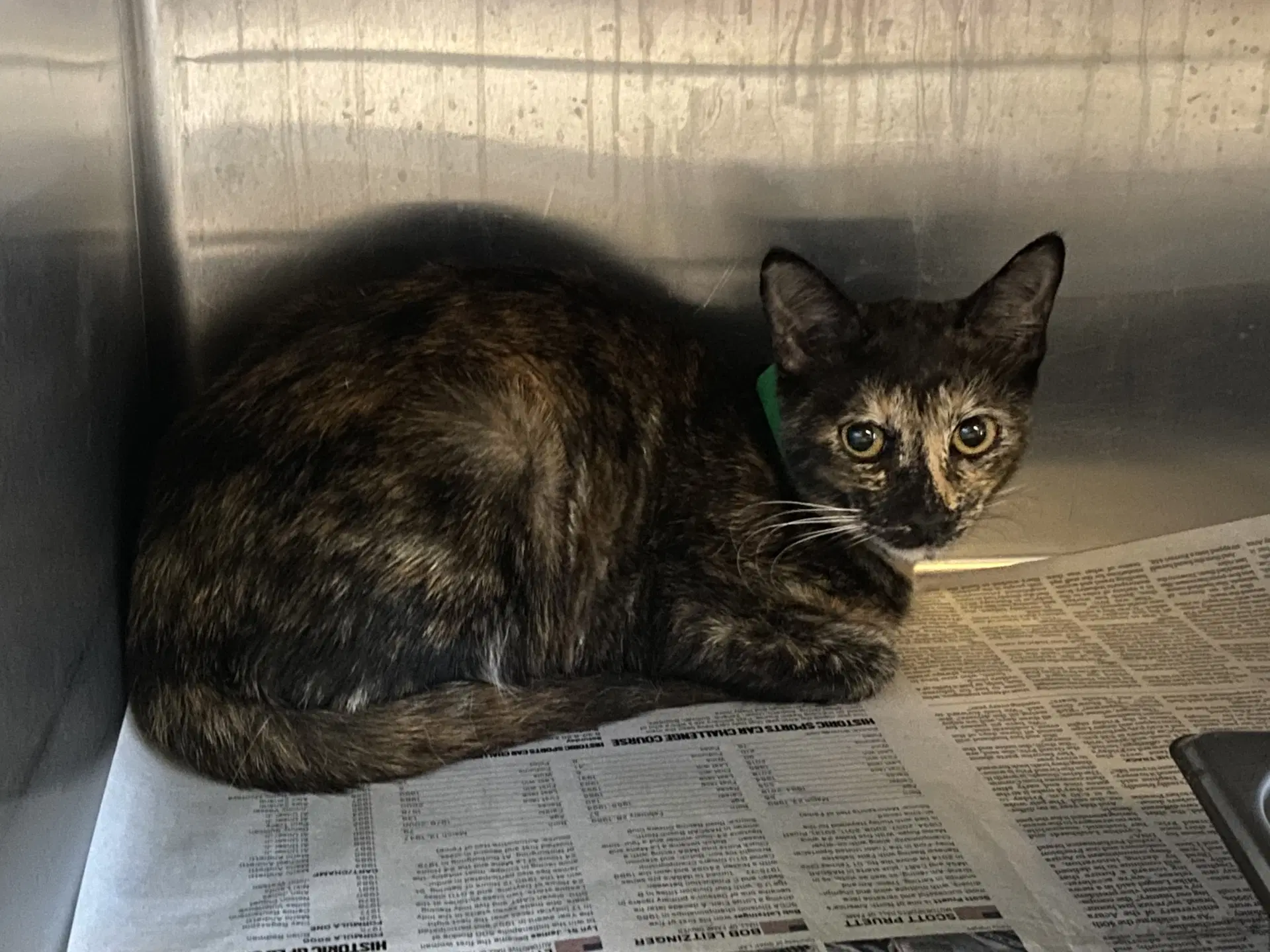 Unknown - Domestic Short Hair