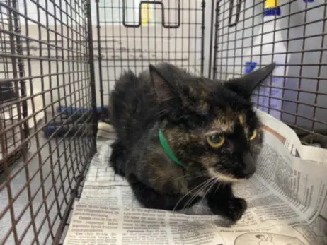 Shilo - Domestic Short Hair