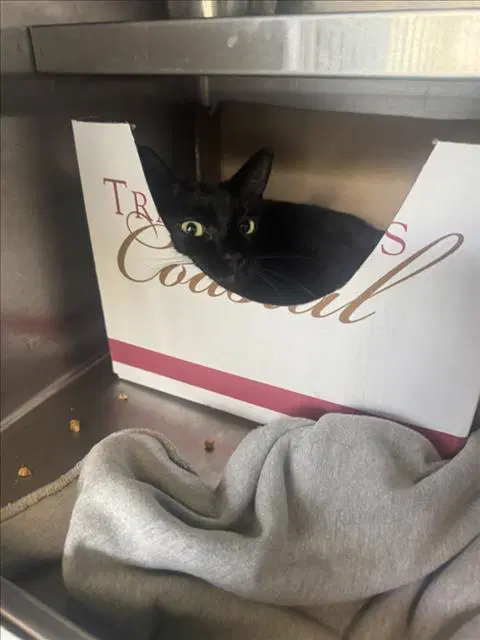 Angelia - Domestic Short Hair