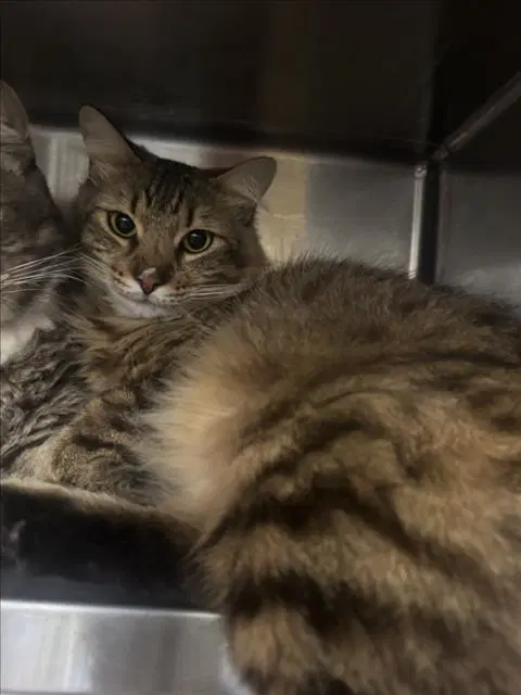 Unknown - Domestic Medium Hair