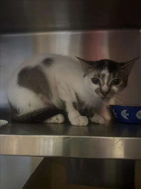 Unknown - Domestic Short Hair
