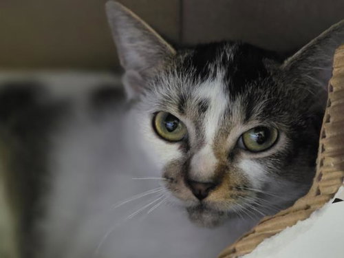 MUFFIN, a cat for adoption from South Los Angeles Animal Care and Control Center