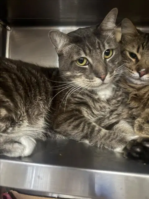 Unknown - Domestic Short Hair