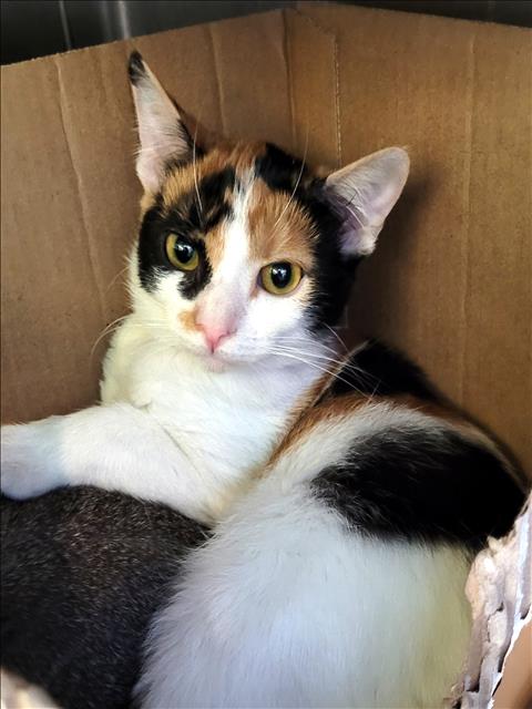 LAMBIE PIE, a cat for adoption from South Los Angeles Animal Care and Control Center