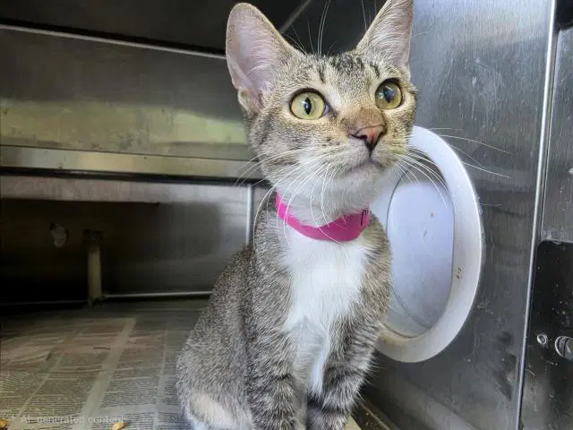 Champagne - Domestic Short Hair
