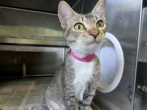 CHAMPAGNE, a cat for adoption from South Los Angeles Animal Care and Control Center