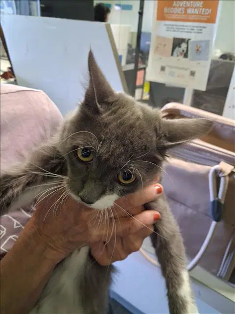 Noah - Domestic Short Hair