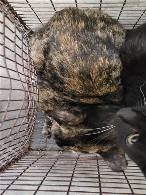 Unknown - Domestic Short Hair