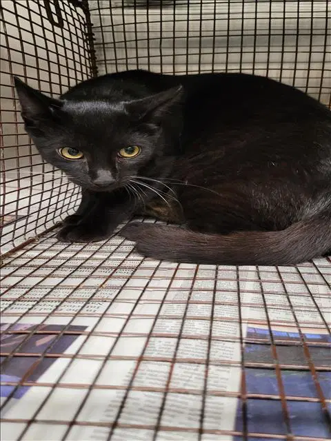 Unknown - Domestic Short Hair