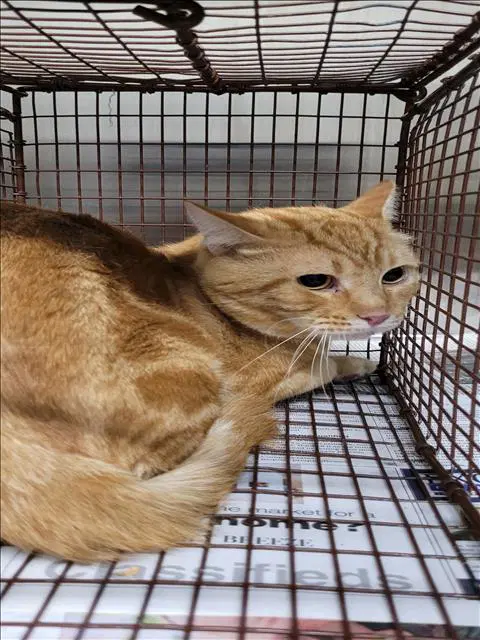 Unknown - Domestic Short Hair