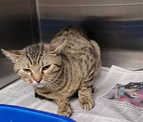 Unknown - Domestic Short Hair