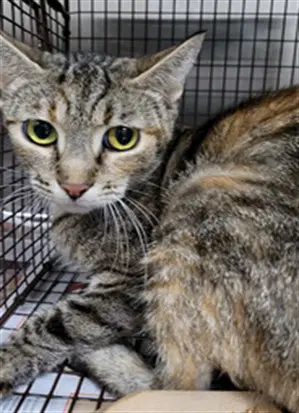 Unknown - Domestic Short Hair