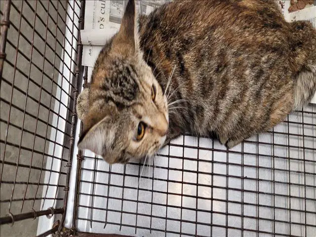 Unknown - Domestic Short Hair