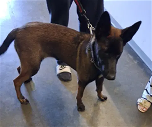 Pia - Belgian Shepherd Malinois