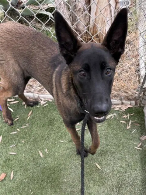 Pia - Belgian Shepherd Malinois