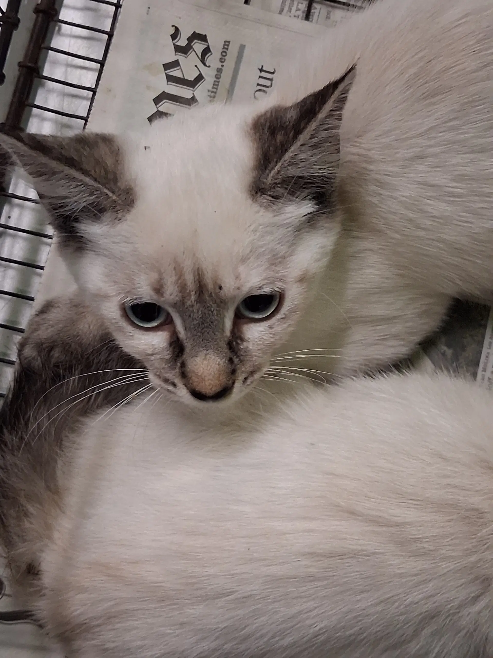 Irma - Siamese