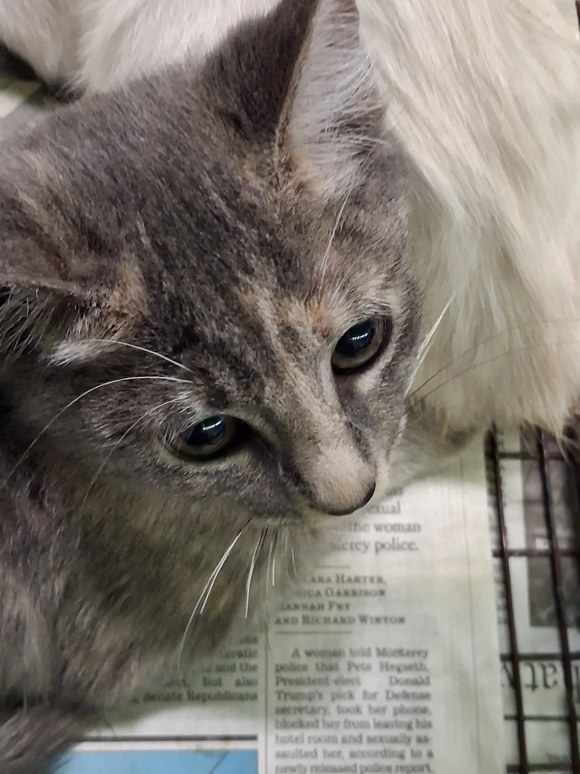 Jen - Domestic Short Hair