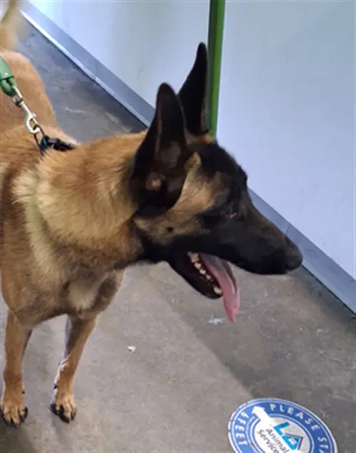 Ace - Belgian Shepherd Malinois