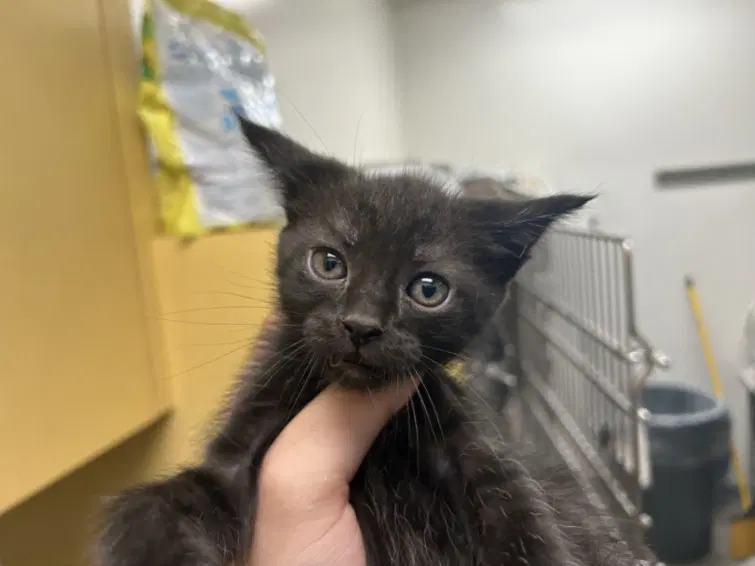 Finn - Domestic Short Hair