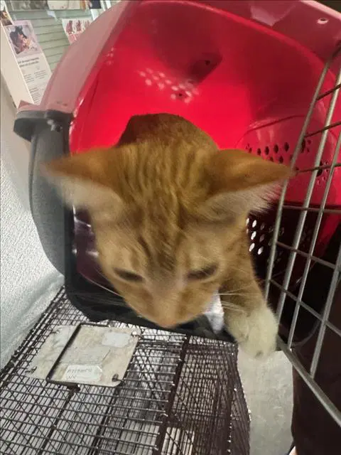 Cebolla - Domestic Short Hair