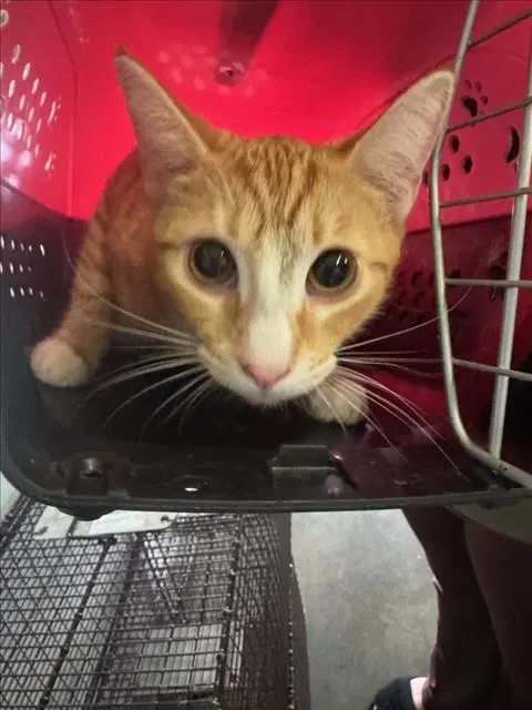 Cebolla - Domestic Short Hair