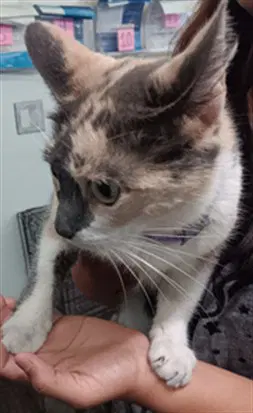 Msg - Domestic Short Hair